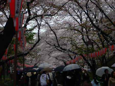 上野の桜.jpg