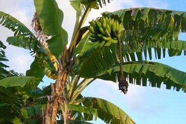 近くの Apple BANANA　　　.jpg